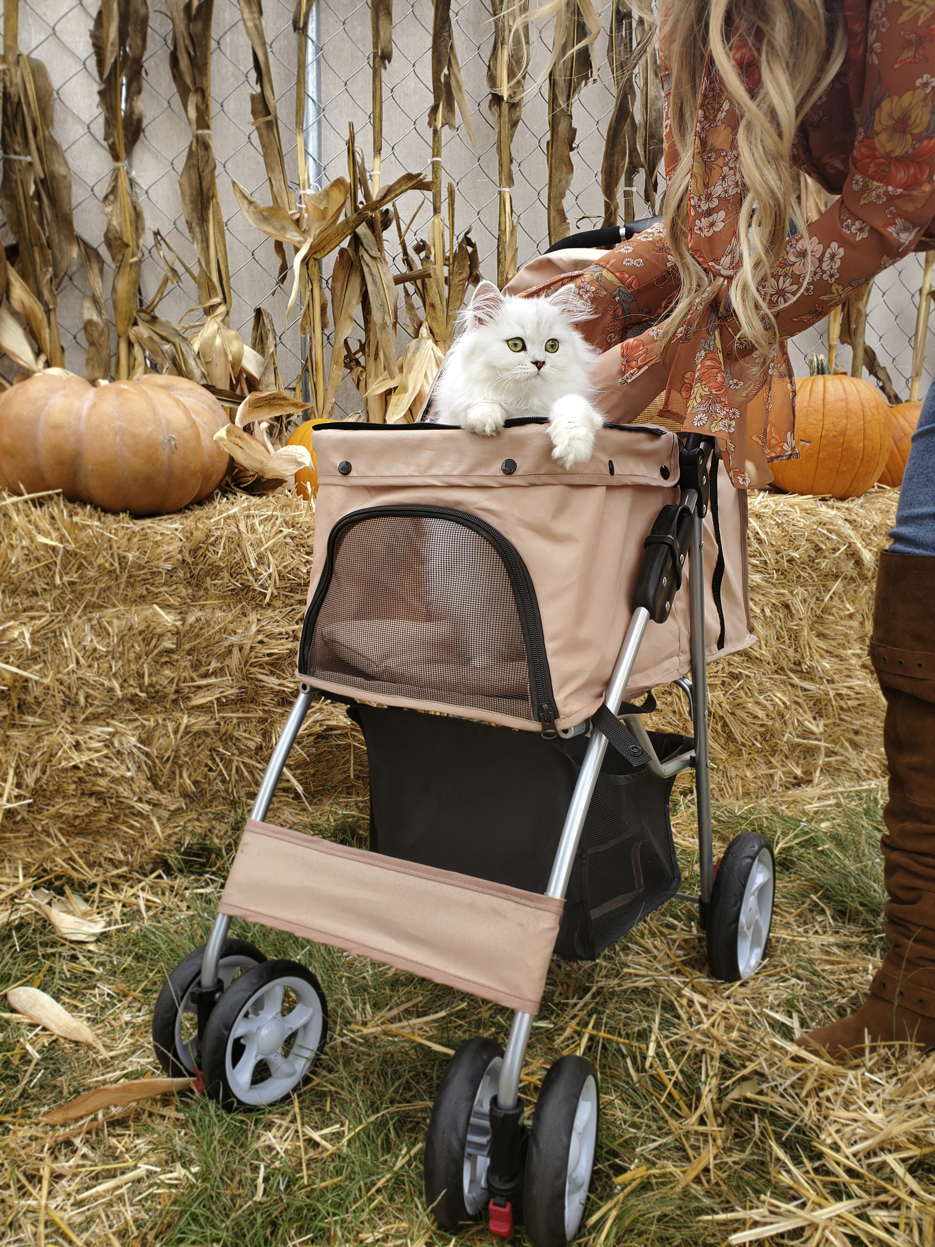 Pearl in her stroller