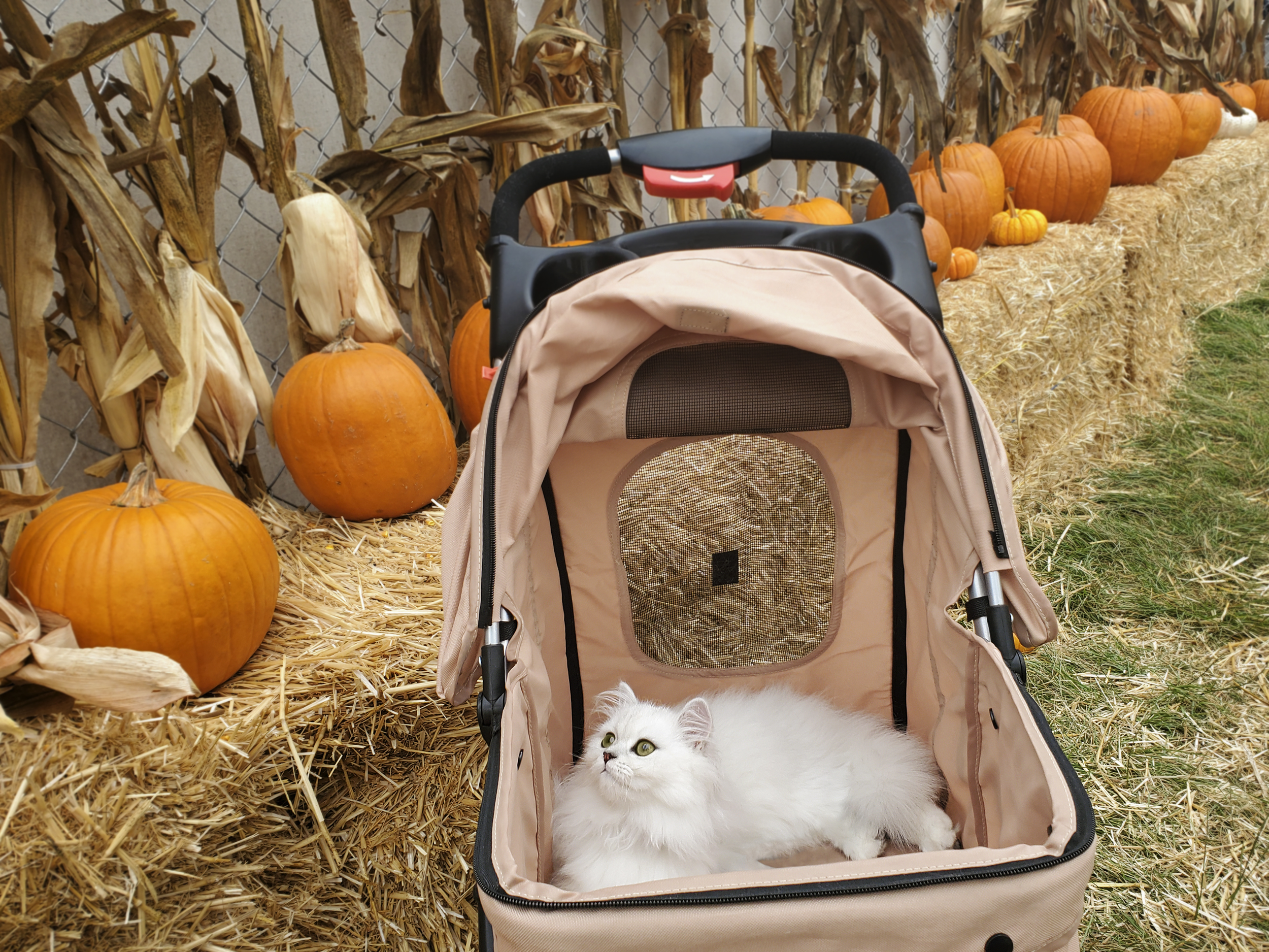 persian cat in stroller