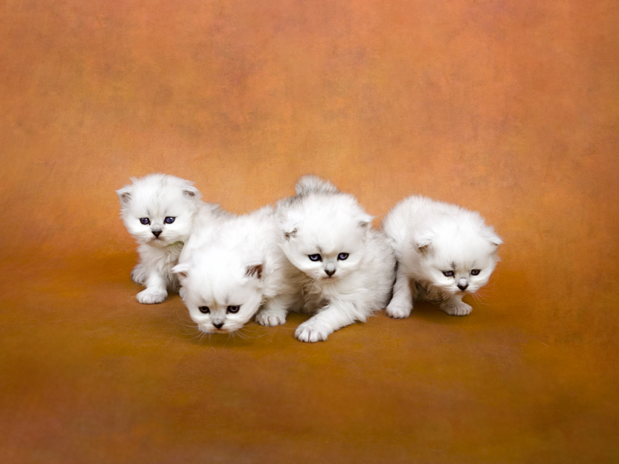 De'Rochelle Dearheart Kittens