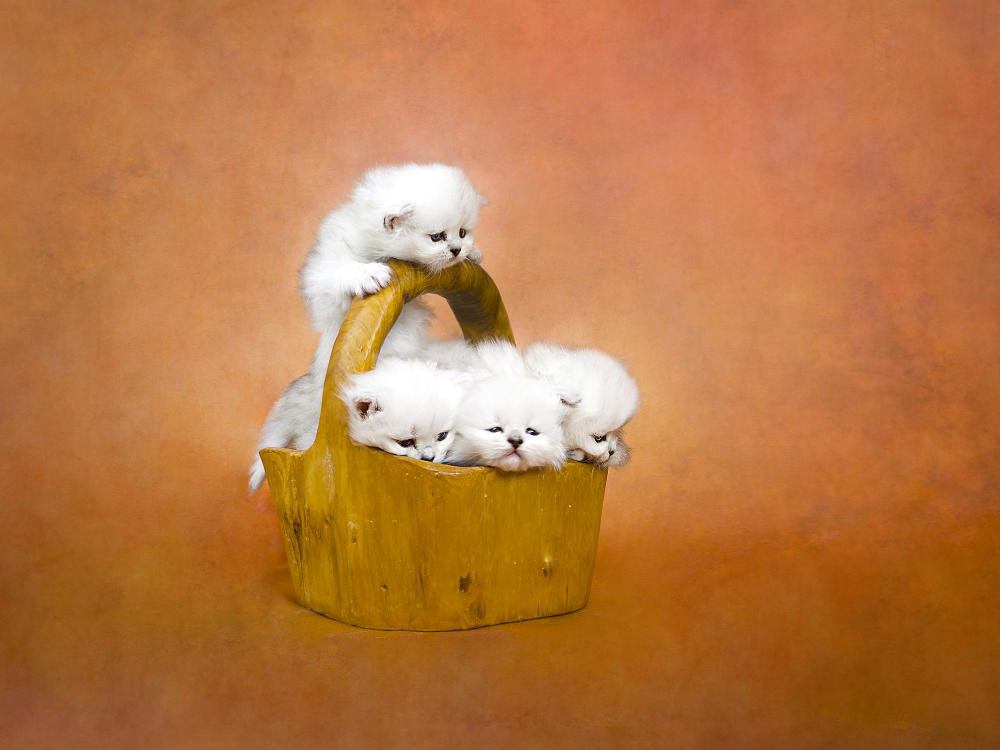Kittens