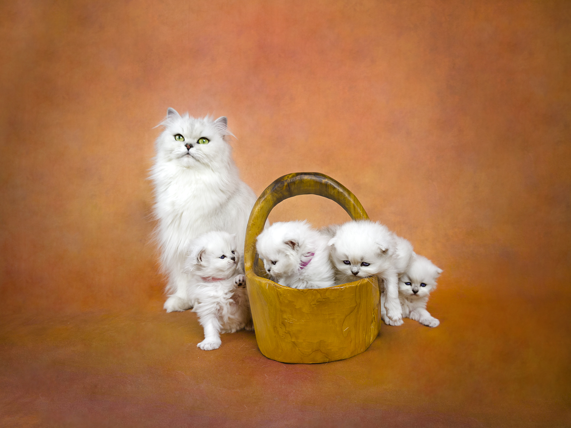 Pearl and Kittens