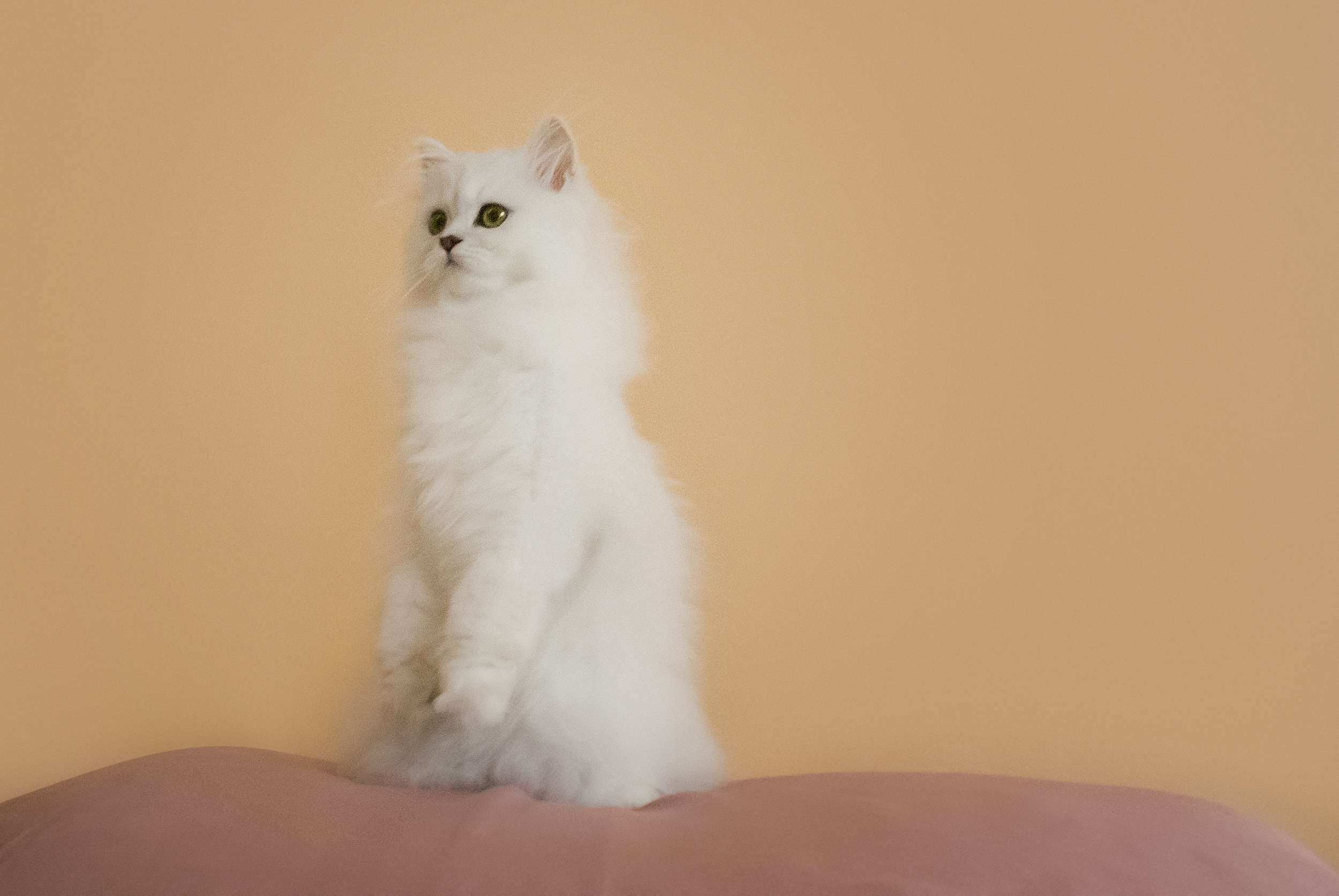 Pearl posing