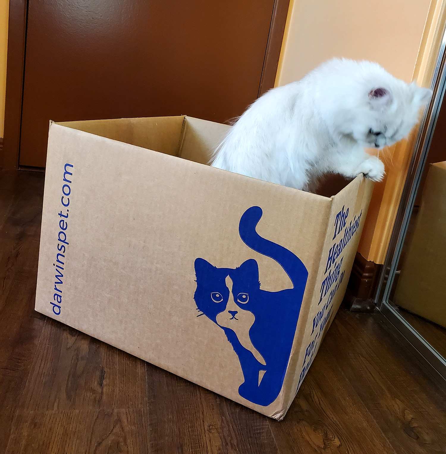 raw fed persian cat