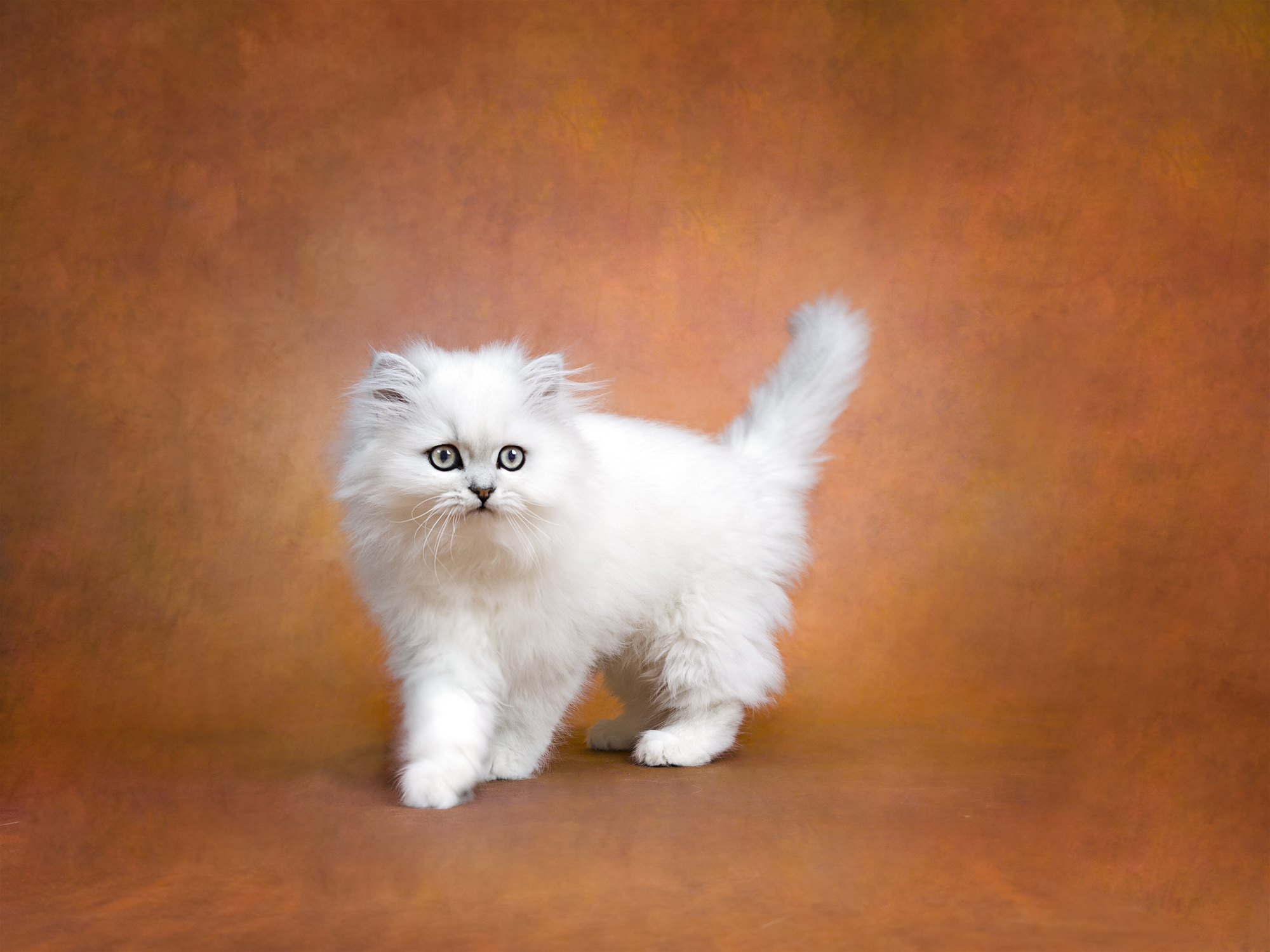 Kittens